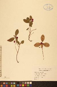 Gaultheria procumbens image