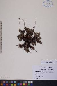 Saxifraga tricuspidata image