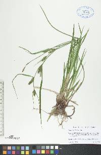 Carex houghtonii image