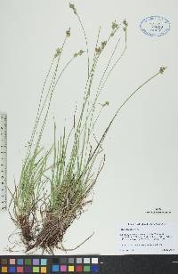 Carex peckii image