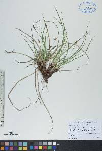 Carex umbellata image