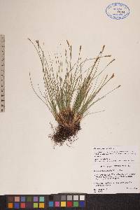 Carex myosuroides image