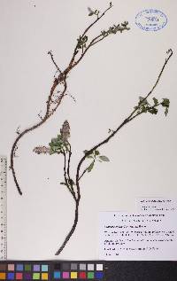 Salix arctophila image