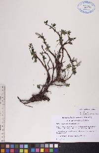 Salix arctophila image