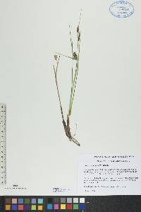 Carex rotundata image