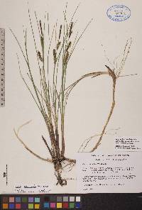 Carex rotundata image