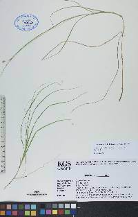 Carex trisperma image