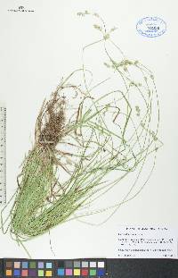 Carex deweyana image