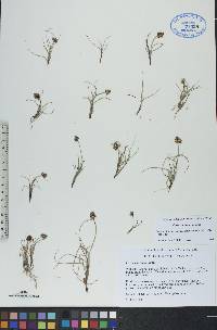 Carex maritima image