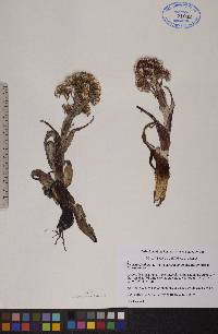 Petasites frigidus image