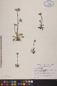 Primula stricta image