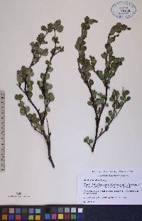 Betula glandulosa image