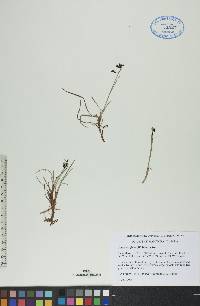 Carex rariflora image