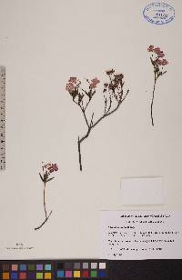 Kalmia polifolia image