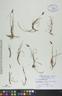 Carex rariflora image