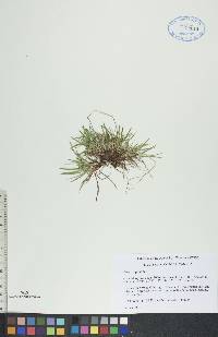 Carex capillaris image