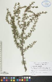 Larix laricina image