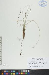 Carex rotundata image