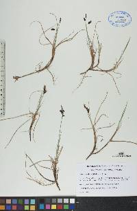 Carex rariflora image