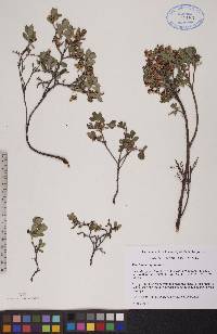 Vaccinium uliginosum image