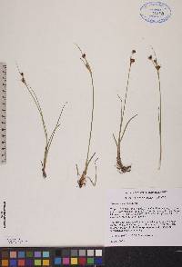 Juncus castaneus image