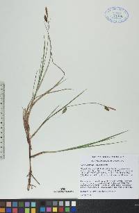 Carex rariflora image