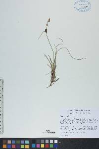 Carex saxatilis image