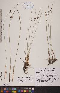 Juncus balticus subsp. balticus image