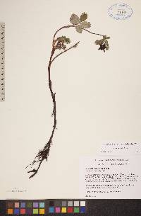 Comarum palustre image