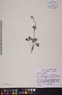 Anemone parviflora image