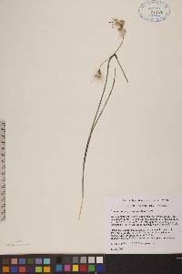 Eriophorum angustifolium image