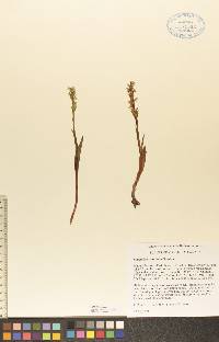 Platanthera aquilonis image