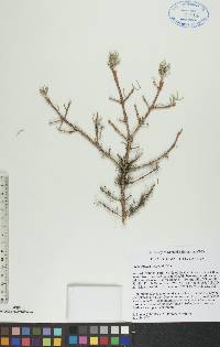 Picea glauca image