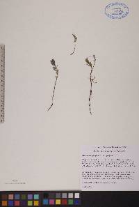 Andromeda polifolia var. polifolia image