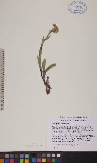 Solidago multiradiata image