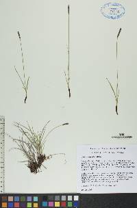 Carex scirpoidea image