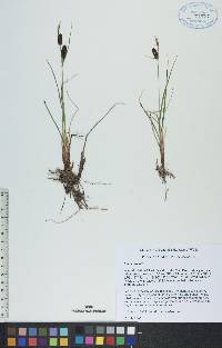 Carex saxatilis image