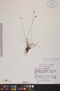 Juncus triglumis var. albescens image