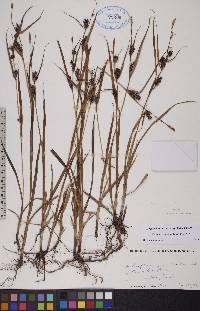 Carex houghtoniana image