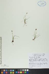 Carex gynocrates image