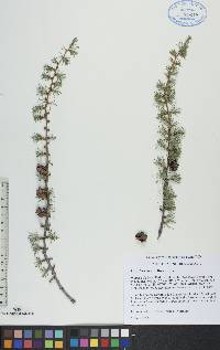 Larix laricina image