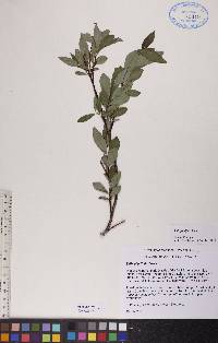 Salix planifolia image