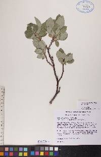 Salix calcicola image