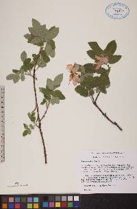 Rosa acicularis image