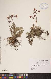 Geum triflorum image