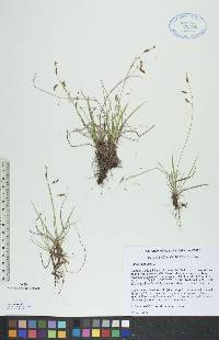 Carex capillaris image