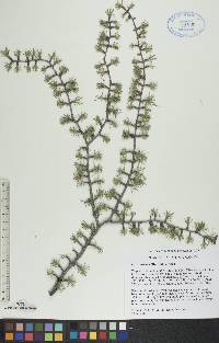 Larix laricina image