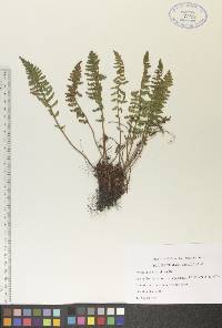 Woodsia ilvensis image