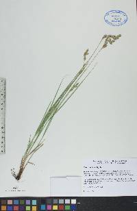 Carex praticola image