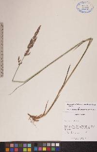 Arctagrostis latifolia subsp. arundinacea image